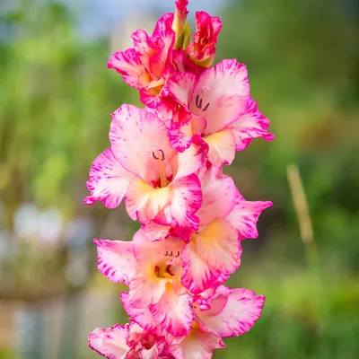 Gorgeous Bright Rose Gladiolus Bulbs for Sale Online | Priscilla – Easy To  Grow Bulbs
