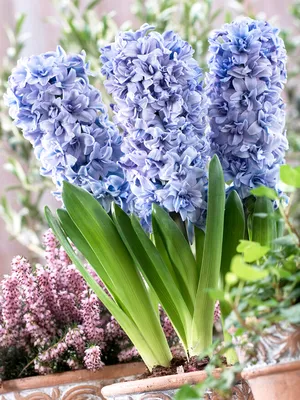 Hyacinth Blue Tango | DutchGrown™ | Top Quality Flower Bulbs