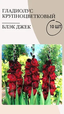 Луковицы Гладиолус купить по выгодной цене в интернет-магазине OZON  (1139996920)