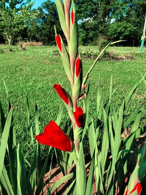 Гладиолус Шоколад Коллекция © Лазаревич Тамары mirgladiolus.ru МИР  ГЛАДИОЛУСОВ