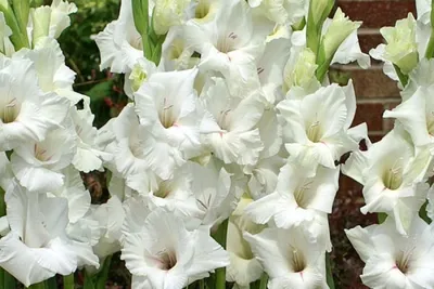 Гладіолус Традерхорн Gladiolus Traderhorn - купить луковицы цветов с  доставкой по Украине в магазине Добродар