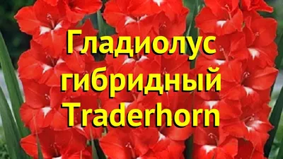 Гладиолус ПОИСК Шоколад, 10 шт., цвет: пурпурно-коричневый с красными  штрихами — купить в интернет-магазине по низкой цене на Яндекс Маркете
