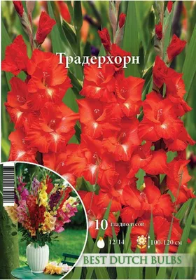 Гладиолус Уайт Просперити (White Prosperity) купить в Нур-Султане, доставка  почтой по Казахстану, недорого в интернет-магазине, цены