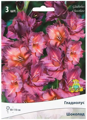 Луковицы ЧТМ fantasy brands Гладиолус Уайт Просперити 10/12 (10шт/20уп)  НК390261 – купить онлайн, каталог товаров с ценами интернет-магазина Лента  | Москва, Санкт-Петербург, Россия