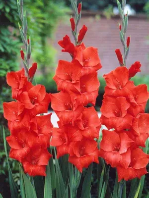 Гладіолус Традерхорн Gladiolus Traderhorn - купить луковицы цветов с  доставкой по Украине в магазине Добродар
