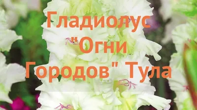 Гладиолус крупноцветковый Апре Туа луковица 10/12 в Туле – купить по низкой  цене в интернет-магазине Леруа Мерлен