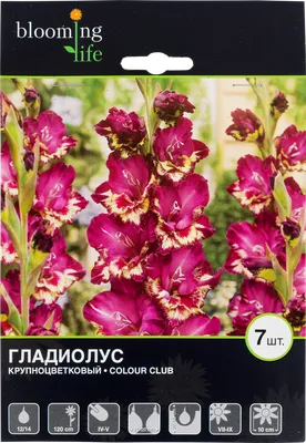 Гладиолус Фейритейл Пинк луковица купить оптом в Томске по цене 20,17 руб.