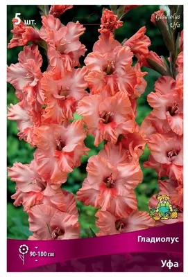 Гладиолус крупноцветковый Уфа (Ufa) купить недорого в интернет-магазине  товаров для сада Бауцентр