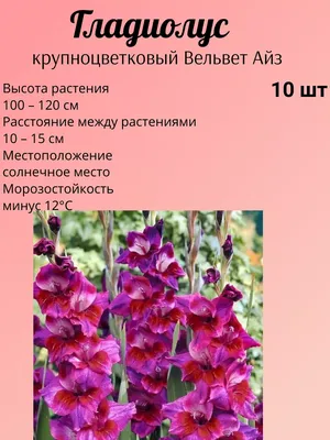 Купить луковицы голубых гладиолусов в Минске в интернет магазине Долина  Растений