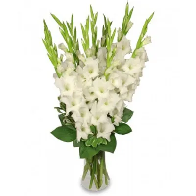 Букет из гладиолусов, доставка цветов по Киеву - Superflowers