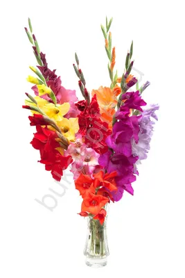 Купить Букет из гладиолусов с доставкой в Курске, каталог Цветы на 1  сентября - «MarnaFlowers».