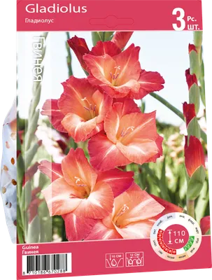 Букет цветов \"Гладиолусы\" 65 см (SF-5075) в ассортименте В  Интернет-Магазине По Оптовым Ценам