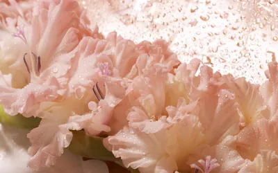 Скачать обои цветы, розовый фон, белые гладиолусы, раздел цветы в  разрешении 1280x1024