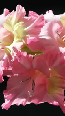 Цветы гладиолусы, красиво, прекрасно, …» — создано в Шедевруме