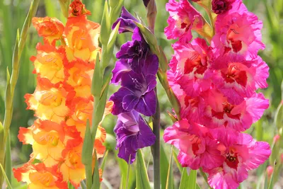 pink flowers for iphone - Bing images | Цветок гладиолус, Гладиолусы,  Фотографии цветов