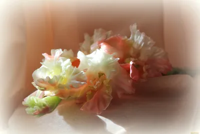 Гладиолус Меч Цветок Ирисовые - Бесплатное фото на Pixabay - Pixabay