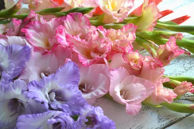 Подготовим правильно гладиолусы для обильного цветения в следующем году |  ОГОРОДНИЦА ЮЛИАННА | Дзен