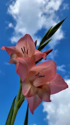Цветы гладиолусы (38 фото) - 38 фото