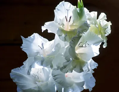 Фото белые цветок гладиолус
