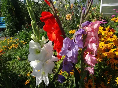 ТОП-25 лучших отечественных сортов Гладиолусов | Интернет-магазин садовых  растений