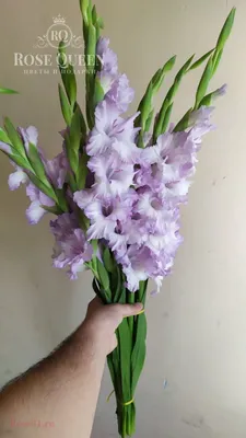 ЦВЕТОЧНЫЙ НАБОР ГЛАДИОЛУСЫ - купить в Санкт-Петербурге | FLOWER BAR