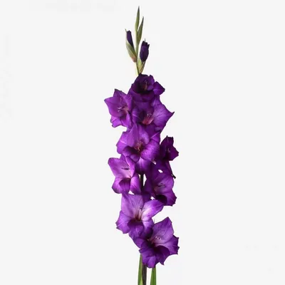 Уход за посадками гладиолусов во всех подробностях. © Лазаревич Тамара  mirgladiolus.ru МИР ГЛАДИОЛУСОВ