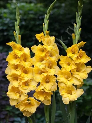 Гладиолусы фиолетовые купить в Минске - LIONflowers