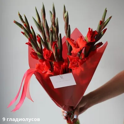 Гладиолус коралловый поштучно купить недоого | доставка по Москве и области