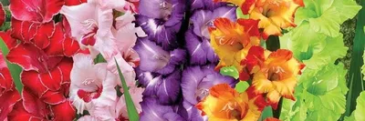 Цветы гладиолусы: когда цветут, как сажать и ухаживать