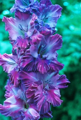 Гладиолусы крупноцветковые - Гладиолус крупноцветковый Май лов купить в  интернет-магазине с доставкой
