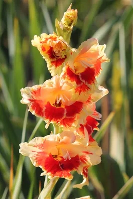 Гладиолус Крупноцветковый Апач (7) из Луковичные и корневищные цветы 210руб.