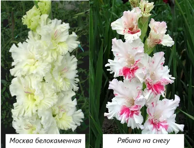 ГЛАДИОЛУСЫ РОССИЯ 2 р-р (Елисеев) – семена для Урала и Сибири! Купить в  Челябинске оптом и в розницу!