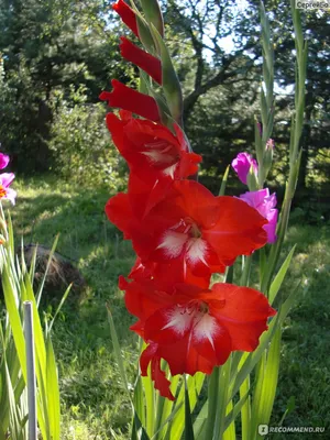 гладиолус Аве Мария (sdlg Х5-3) © Лазаревич Тамара mirgladiolus.ru МИР  ГЛАДИОЛУСОВ