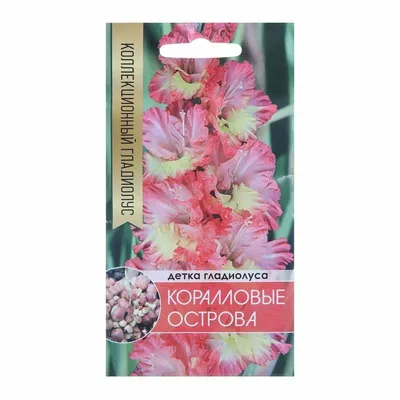 Гладиолус Арлекин (706899) - купить оптом | Агрофирма Поиск