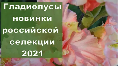 Гладиолус Снегири \"Золотая Серия\" 1шт. – купить за 182 руб.