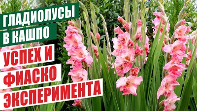 Подробная инструкция по посадке и выращиванию гладиолуса в горшке -  Интернет Магазин Саженцев С Доставкой По РФ