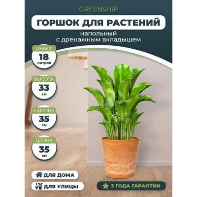 Выращиваю гладиолусы в горшке на балконе. И рада: так красиво и просто! |  Виола Силакова | Дзен