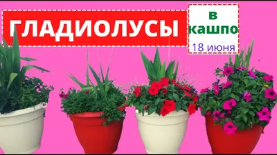 Кашпо Гладиолус красный – Жестяные кашпо