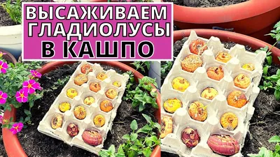 Гладиолусы в кашпо - супер идея | Интересный контент в группе ДОМАШНИЕ  ХИТРОСТИ 👪 | Контейнерное садоводство, Проекты для сада, Гладиолусы