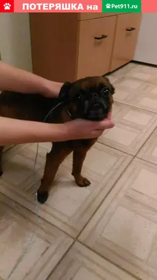 Брюссельский гриффон (Brussels Griffon) - это веселая, дружелюбная и  немного капризная порода собак. Фото, описание и отзывы.