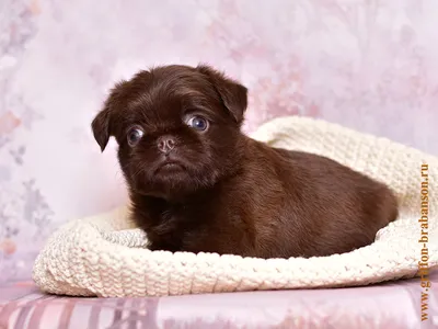 Брюссельский гриффон (Brussels Griffon) - это веселая, дружелюбная и  немного капризная порода собак. Фото, описание и отзывы.