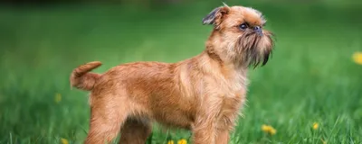 Брюссельский гриффон / Гриффон брюссельский