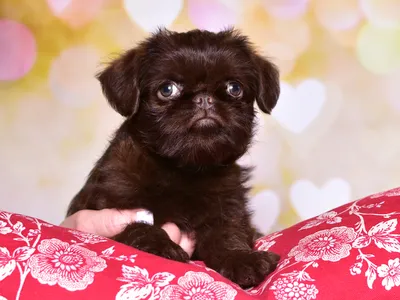 Гриффон — особенности и фото породы собак 🐕, характер щенков