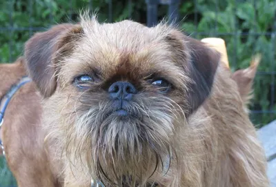 Брюссельский гриффон (Brussels Griffon) - это веселая, дружелюбная и  немного капризная порода собак. Фото, описание и отзывы.