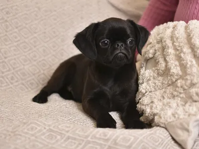 Mr. Winston | Griffon dog, Brussels griffon, Smiling dogs