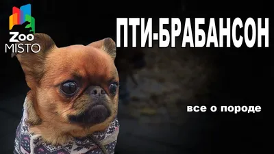 Бельгийский гриффон: все о собаке, фото, описание породы, характер, цена