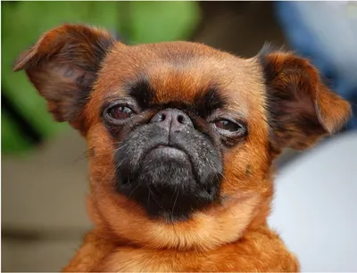 Малые бельгийские собаки (50 фото) | Griffon dog, Pekingese dogs, Unique  dog breeds