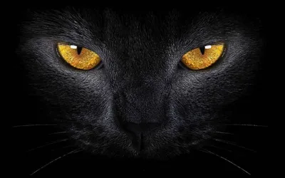 Глаза кошки - фото в формате jpg