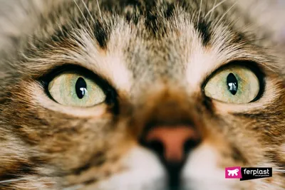 Кошачьи глаза на фотографии - скачать бесплатно