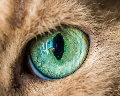 Эмоциональные глаза кошки на фото